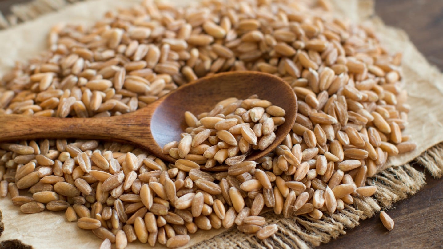 farro on a spoon 